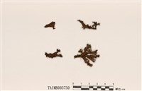 藏品(島衣屬)的圖片